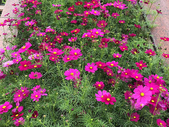 伊金霍洛旗城市绿化|前台植物设计